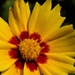 June 9: Coreopsis by daisymiller
