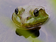 9th Jun 2018 - Frog face