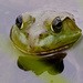 Frog face by rminer