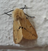 4th Jun 2018 - Friendly moth . 