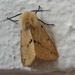 Friendly moth .  by jokristina