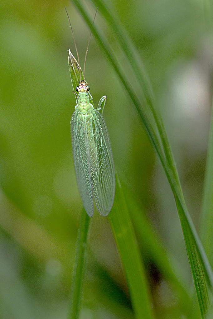 Common Green Lacewing! by fayefaye