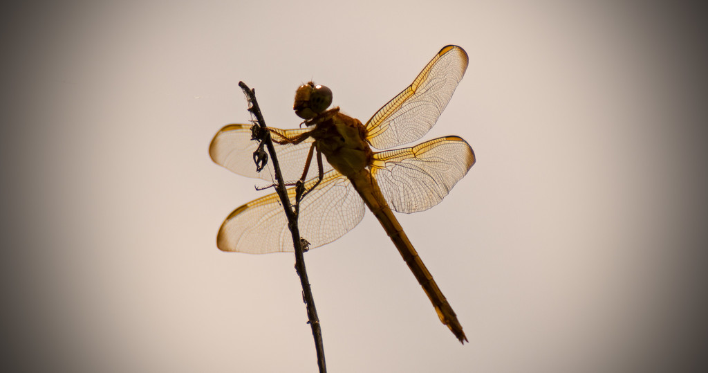 Almost Silhouette Dragonfly! by rickster549