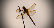 9th Jun 2018 - Almost Silhouette Dragonfly!