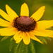 Yellow Daisy! by rickster549