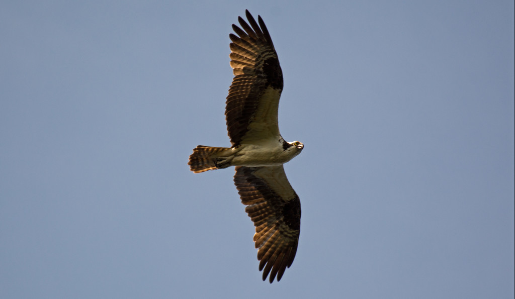 Osprey, Just Floating Around! by rickster549