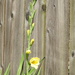 Gladiola Fence by homeschoolmom