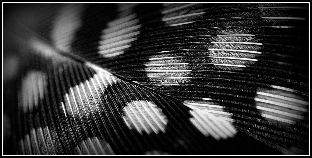 Guinea Fowl Feather by dide