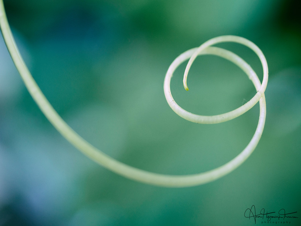 Swirly tendril by atchoo