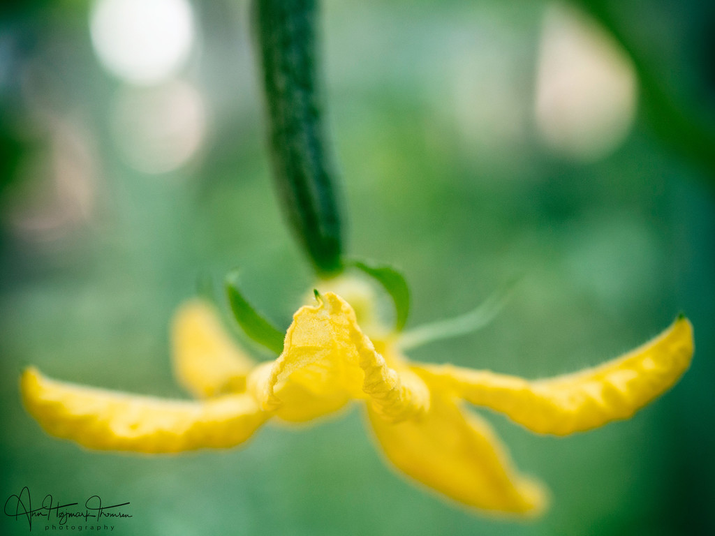 Cucumber flowers by atchoo