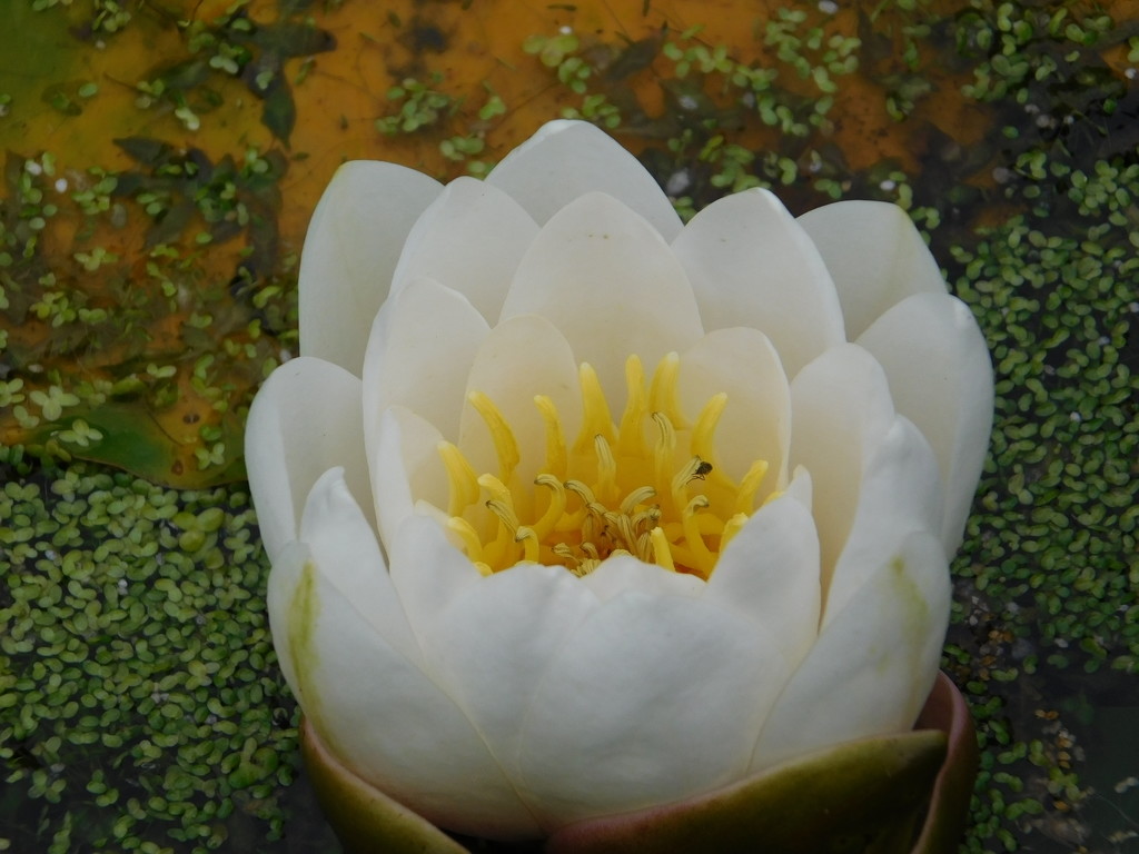  Water lily by 365anne