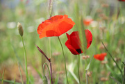 31st May 2018 - Red poppies