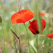 Red poppies by spectrum