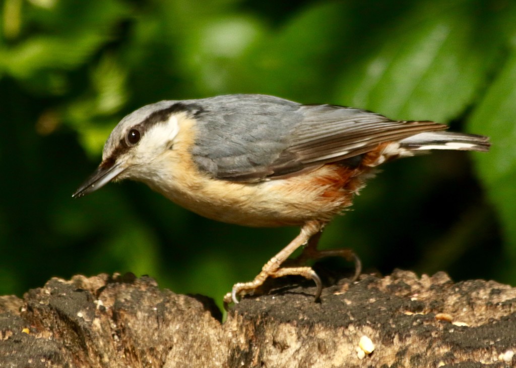 Wistful nuthatch by orchid99
