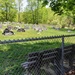 Peaceful cemetery by mittens