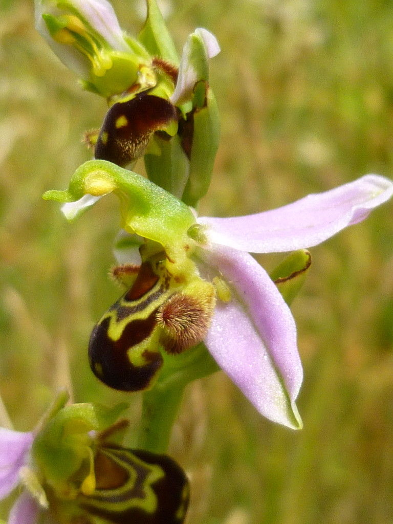 Ophrys Apifera by 30pics4jackiesdiamond