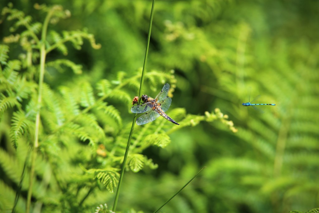 Dragon Fly (and Damselfly) by phil_sandford