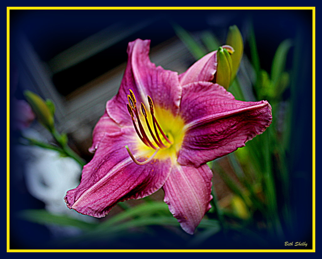 Today's Day Lily by vernabeth