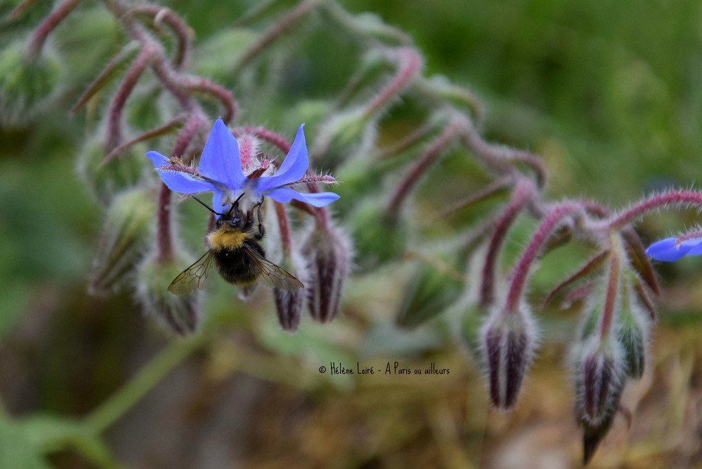 Bee in burago by parisouailleurs