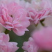Pink rose by ninihi