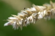 10th Jun 2018 - Little fly on grass