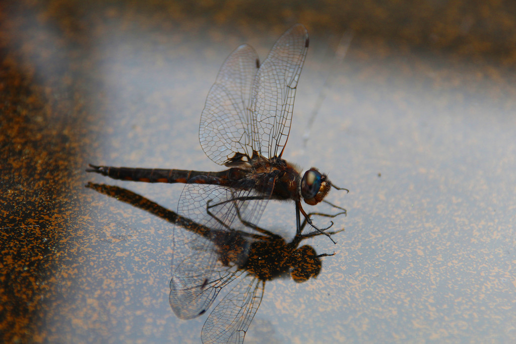 0602_9177 dragonfly by pennyrae