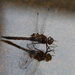 0602_9177 dragonfly by pennyrae