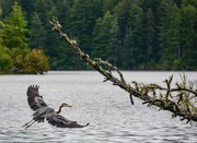10th Jun 2018 - Blue Heron Flying In with Fish 