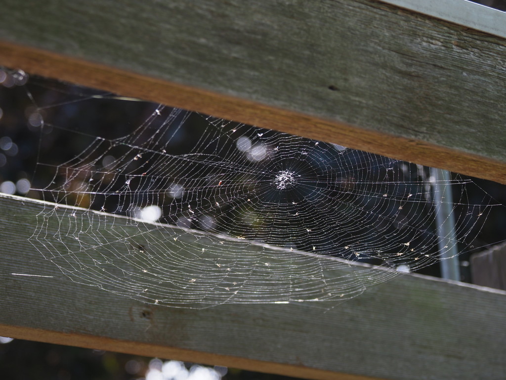 Horizontal Spider Web by selkie