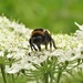 Bee on Hogweed by oldjosh