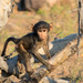 Baby Baboon by leonbuys83
