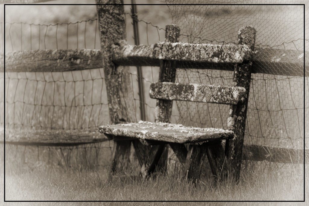 An Old Lichen Covered Chair by olivetreeann