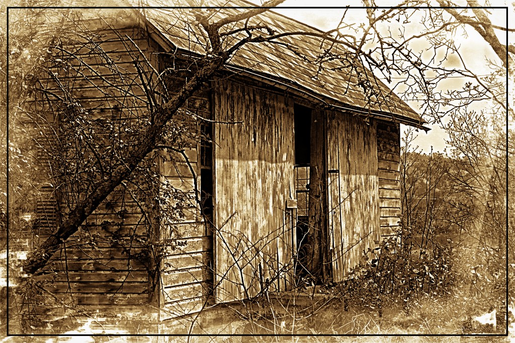 Rustic Barn in Sepia by olivetreeann