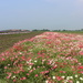 Flower fields by pyrrhula