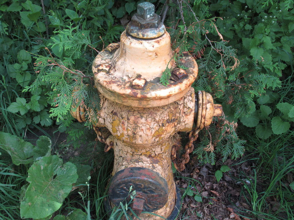 Fire hydrant by bruni