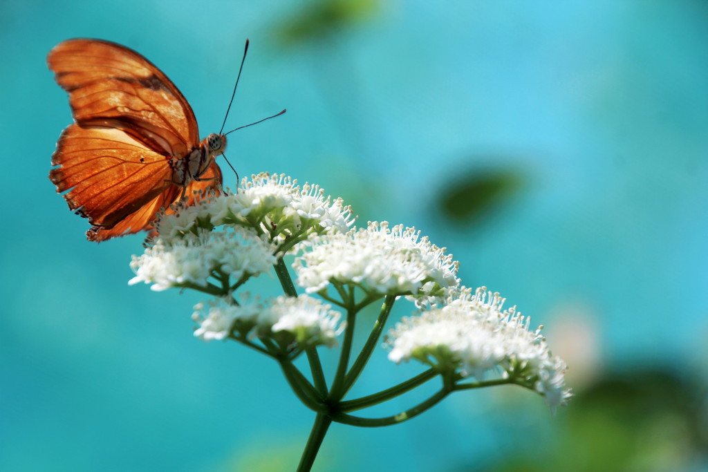 Butterfly On A Flower by randy23