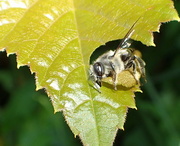 10th Jun 2018 - Leafcutter Bee