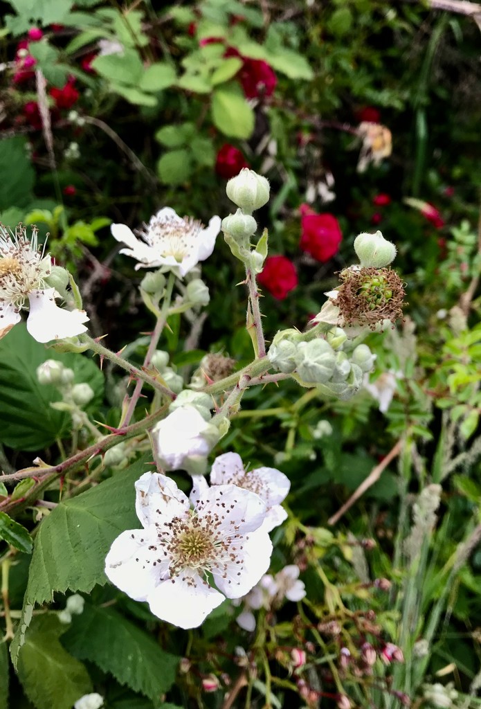 BlackBerry babies.  by pandorasecho