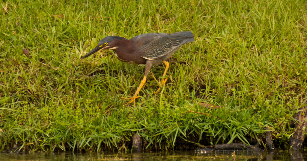 Green Heron Searching! by rickster549