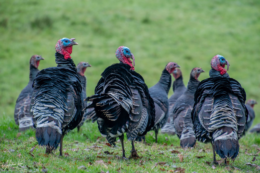 Flock of Turkeys by yorkshirekiwi