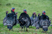 11th Jun 2018 - Flock of Turkeys