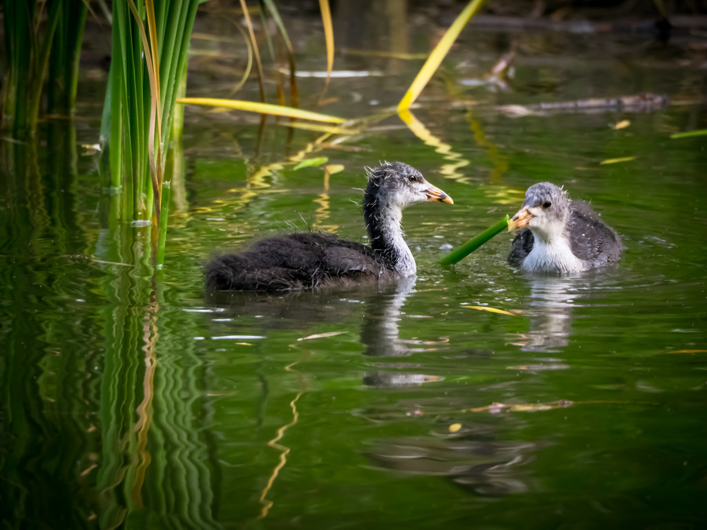 Young coots by haskar