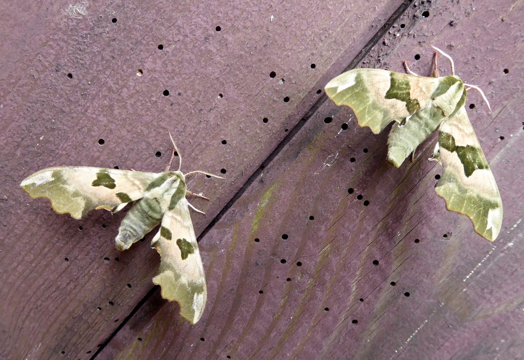 Moths of Warwickshire.1.Lime hawk moths by steveandkerry