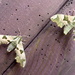 Moths of Warwickshire.1.Lime hawk moths by steveandkerry