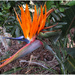 Bird of paradise flower (Strelitziaceae) by kerenmcsweeney