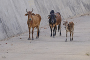 8th May 2018 - Cows in Pushkar
