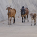 Cows in Pushkar by dkbarnett