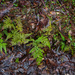 Rainforest fern by pusspup