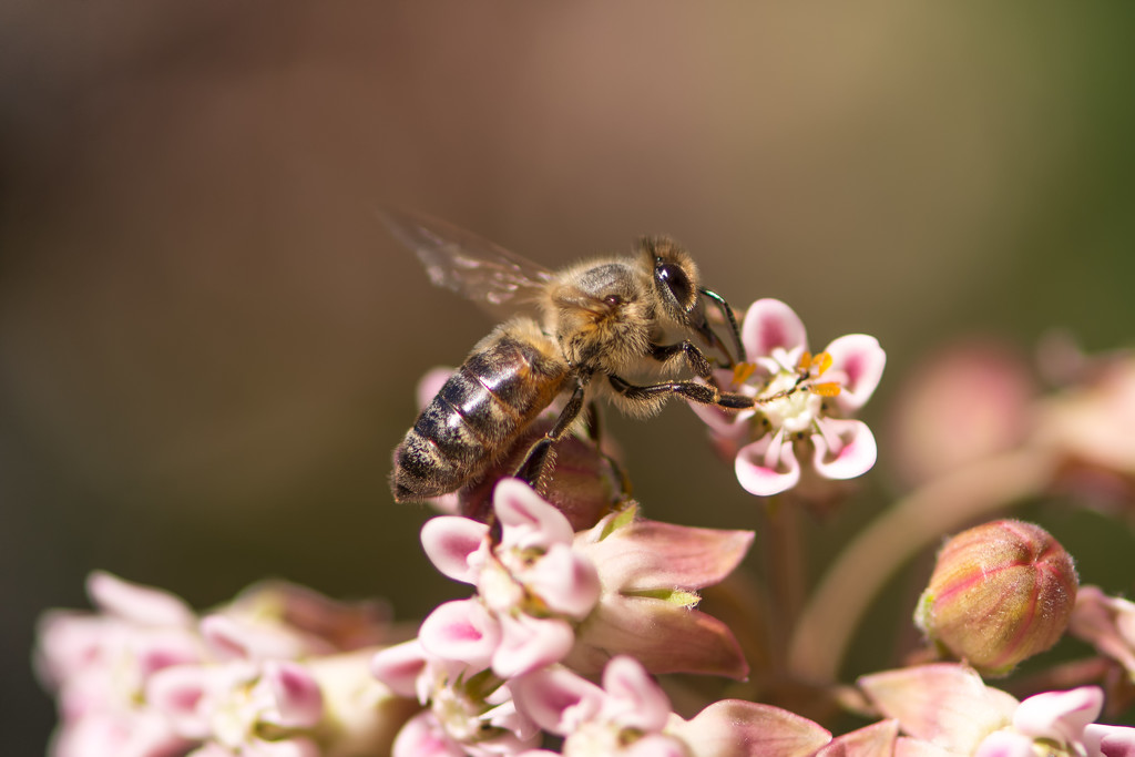 Honeybee on the Milkweed by janetb