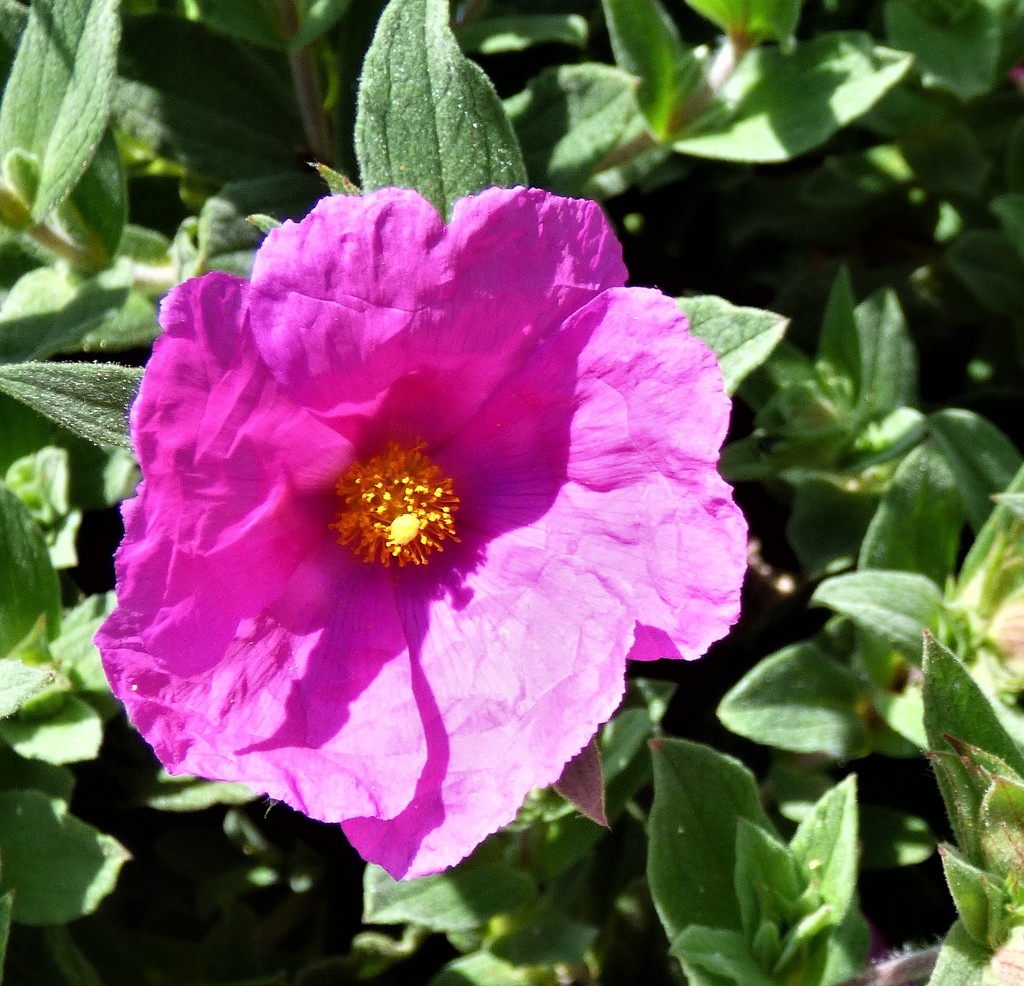 A beautiful pink flower  by beryl